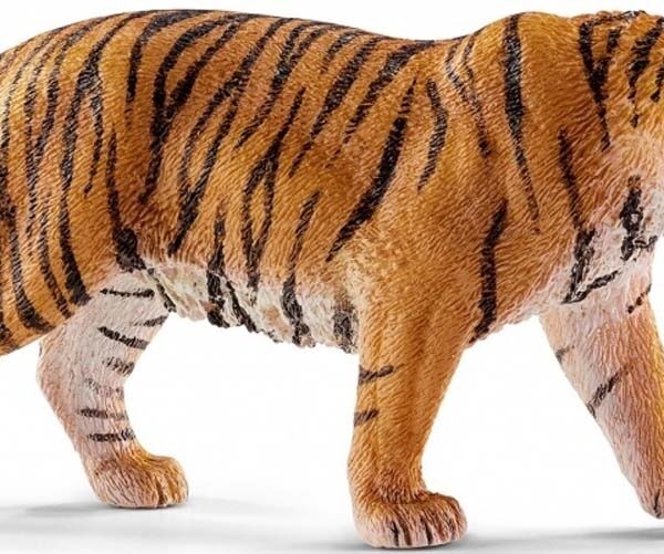 Tigre du Bengale - Wild Life