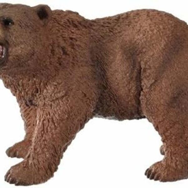 Ours Grizzly - Wild Life